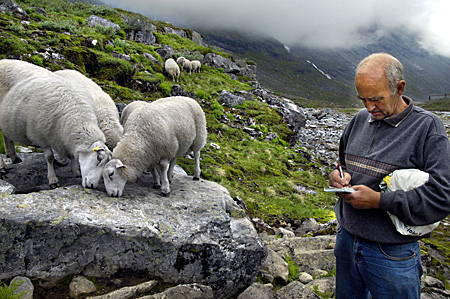 10073053 400 noorwegen schapen
