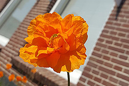200427 Oranje papaver op Koningsdag liggend